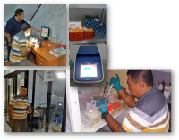 Penelitian Anopheles Mapping  dan Kandidat DNA Vaksin Malaria Prajurit Perbatasan Papua. Kerjasama Lakesmil Puskesad – UNHAS