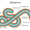 20260523_patogenesis molekular ebolavirus1