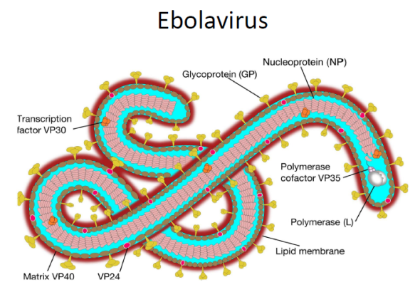 20260523_patogenesis molekular ebolavirus1