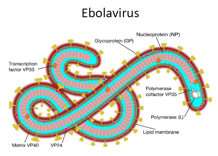 20260523_patogenesis molekular ebolavirus1