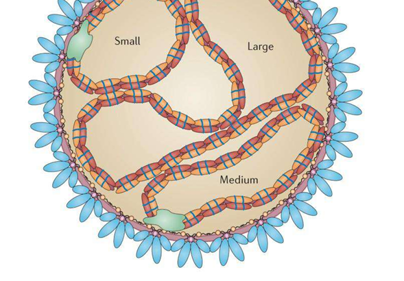Diagnosis dan Terapi Infeksi Hantavirus