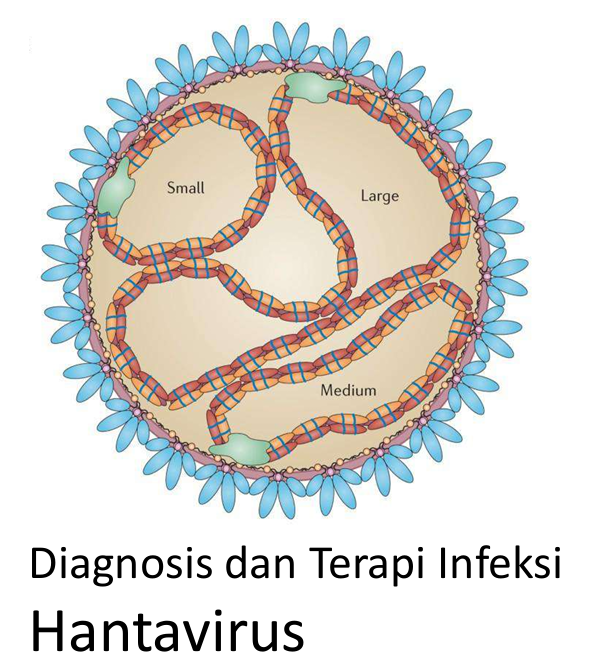 Diagnosis dan Terapi Infeksi Hantavirus