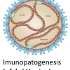 Immunopatogenesis hantavirus