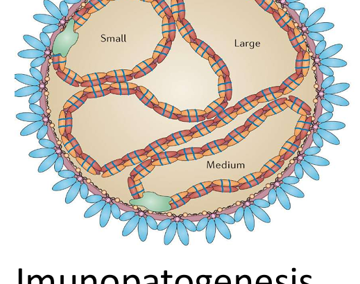Immunopatogenesis hantavirus
