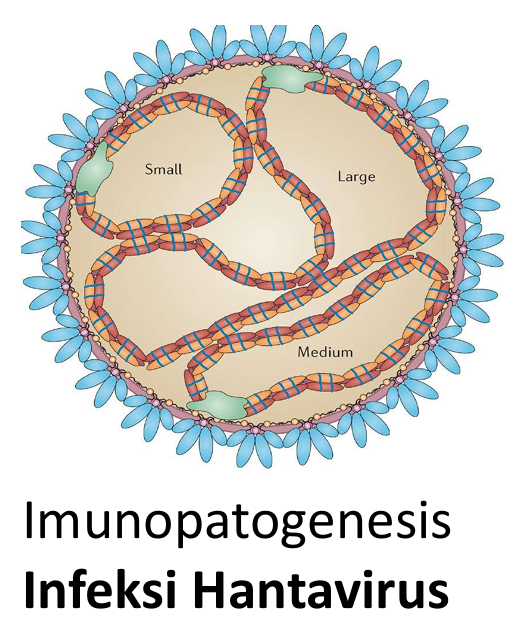 Immunopatogenesis hantavirus